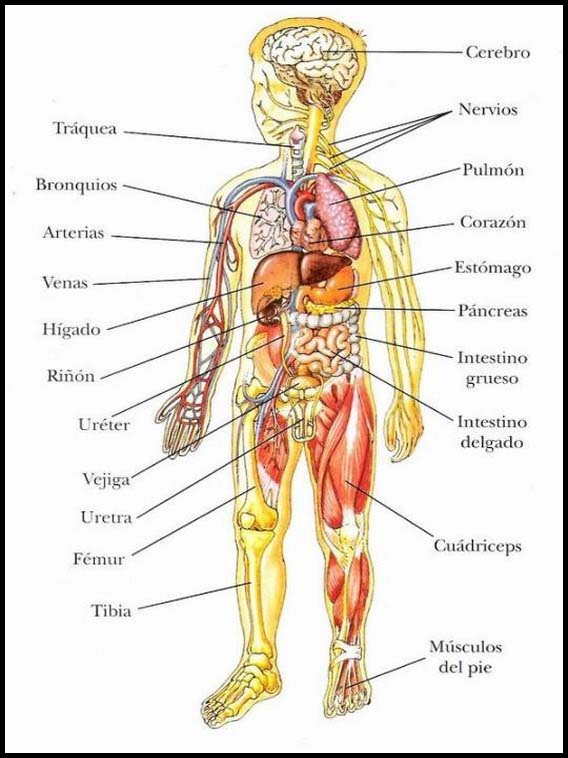 O corpo humano para aprender espanhol 14