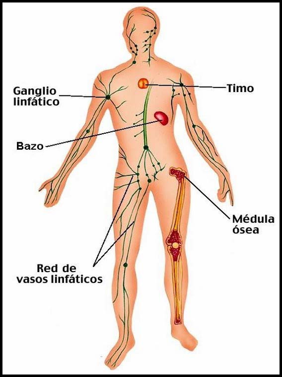 O corpo humano para aprender espanhol 36