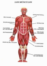 O corpo humano para aprender espanhol25